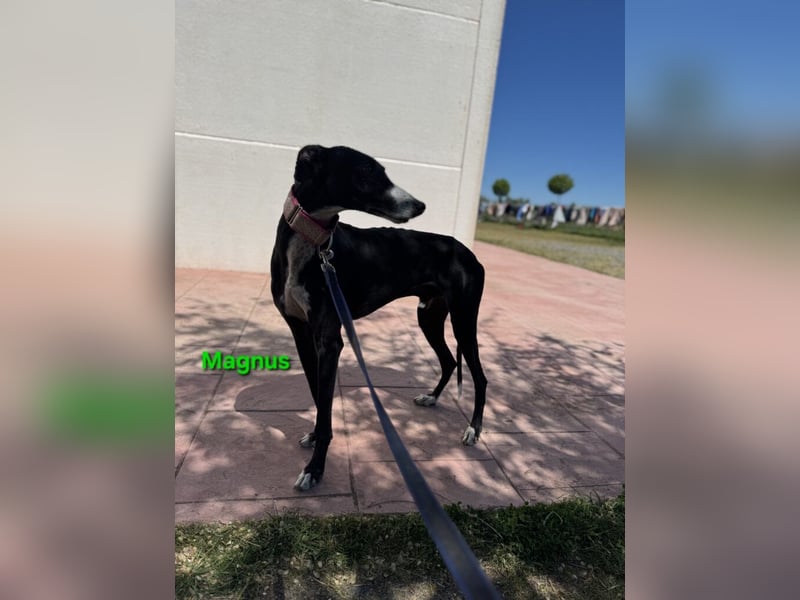 Magnus geb. 06/2019 (ESP) - edler Galgorüde. Ein echter Schatz sucht sein Körbchen!