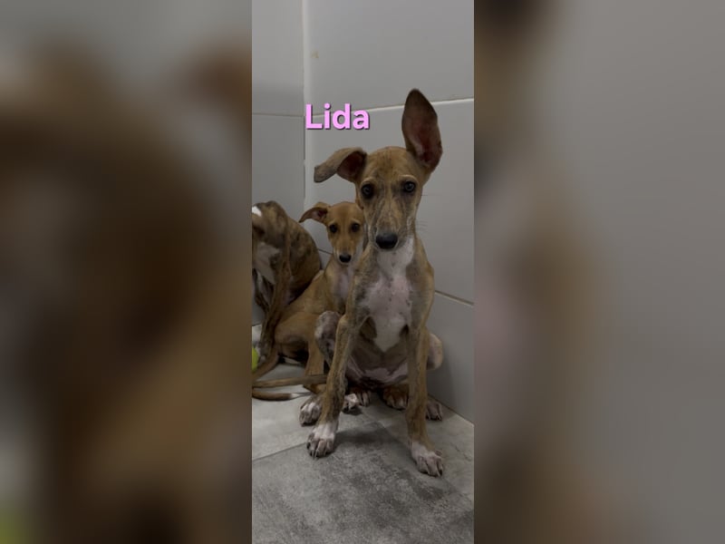 Lida geb. 06/2026 (ESP) - offenes, fröhliches Galgomädchen. Unser Sonnenschein!