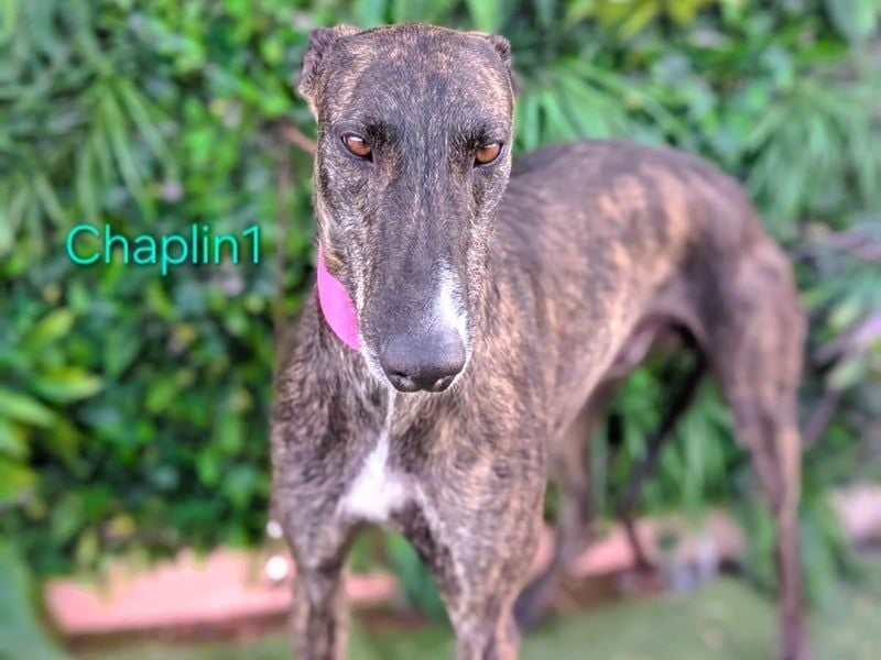 Chaplin1 geb. 01/2023 (ESP) - ruhiger und anhänglicher, sanfter Galgo!