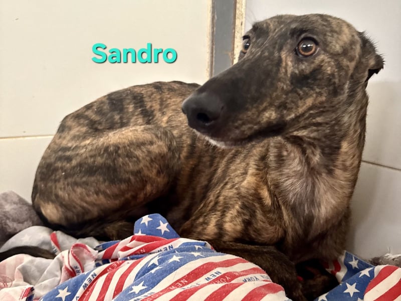 Sandro geb. 08/2024 (ESP) - schüchterner Galgo der so viel mehr verdient hat!