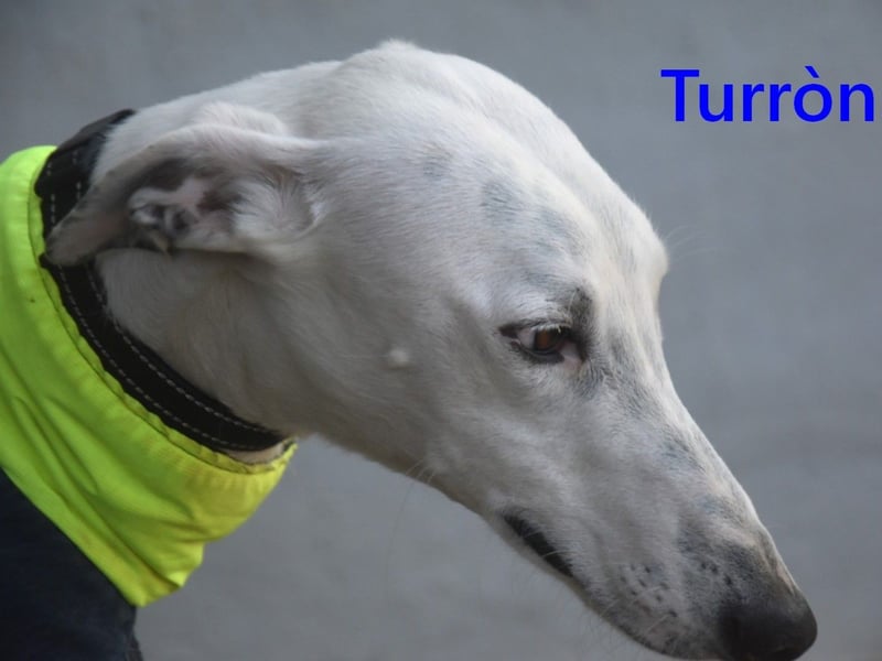 Turròn3 geb. 06/2022 (ESP) - außergewöhnlich schöner und liebevoller Galgo!