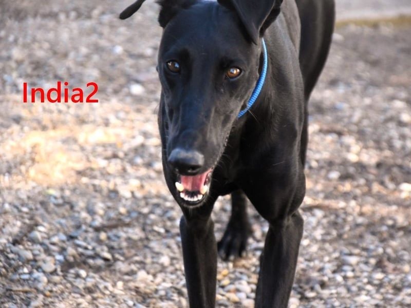 India2 geb. 07/2023 (ESP) - sehr freundliche und soziale, hübsche Galga!