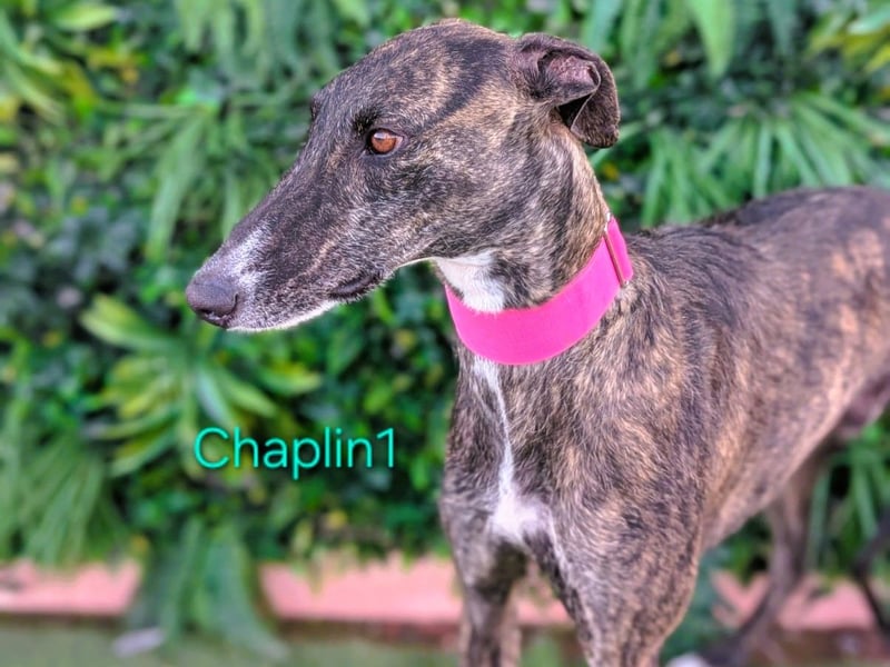 Chaplin1 geb. 01/2023 (ESP) - ruhiger und anhänglicher, sanfter Galgo!