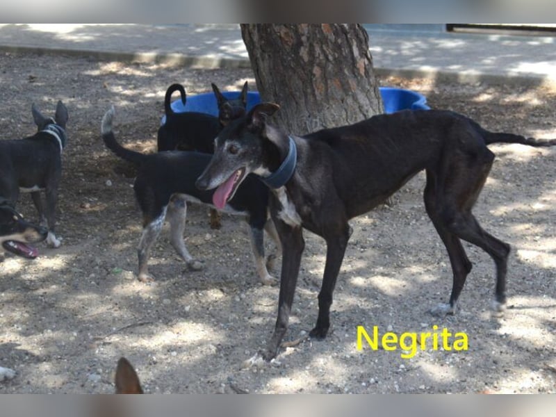 Negrita geb. 09/2022 (ESP) - edle und menschenbezogene Galga, eine treue Seele!