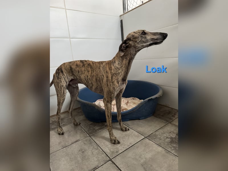 Loak geb. 08/2022 (ESP) - sanfter, wunderschöner Galgo sucht seine Menschen!