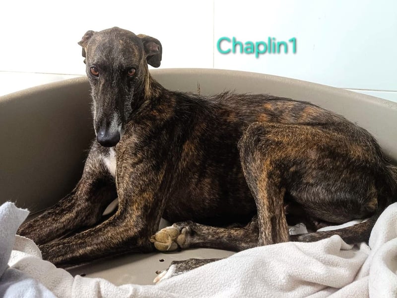 Chaplin1 geb. 01/2023 (ESP) - ruhiger und anhänglicher, sanfter Galgo!