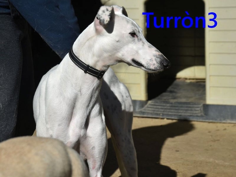 Turròn3 geb. 06/2022 (ESP) - außergewöhnlich schöner und liebevoller Galgo!