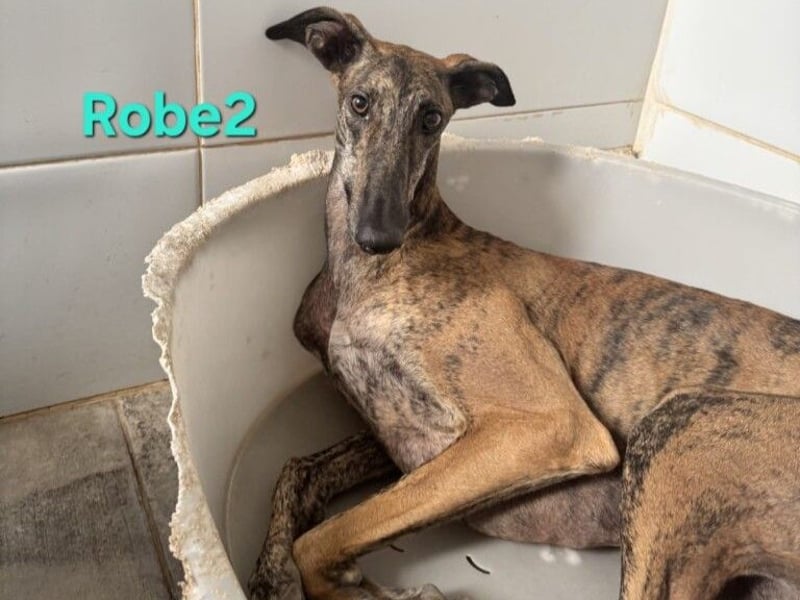 Robe geb. 07/2024 (ESP) - schüchterner Galgo möchte endlich sein Potenzial leben!