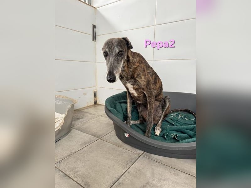 Pepa2 geb. 01/2015 (ESP) - sanfte, soziale Galga verdient endlich ein schönes Leben!