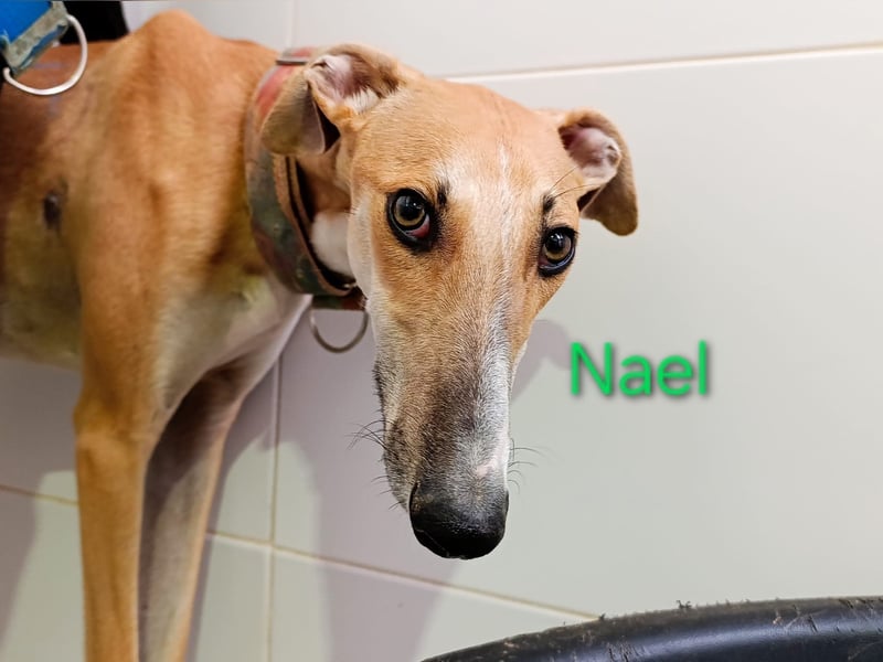 Nael geb. 11/2023 (ESP) - edler, sensibler und wunderschöner Galgo!