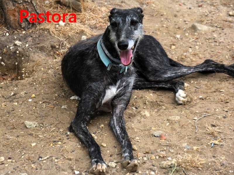 Pastora geb. 06/2021 (ESP) - liebevolle und verschmuste, rauhaarige Traum-Galga!