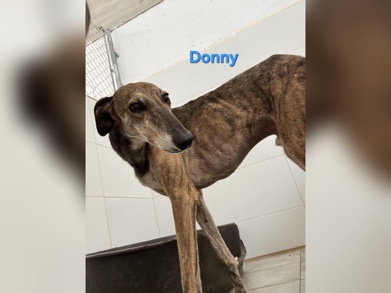 Donny geb. 04/2022 (ESP) - sanfter Galgo der so viel mehr verdient hat!