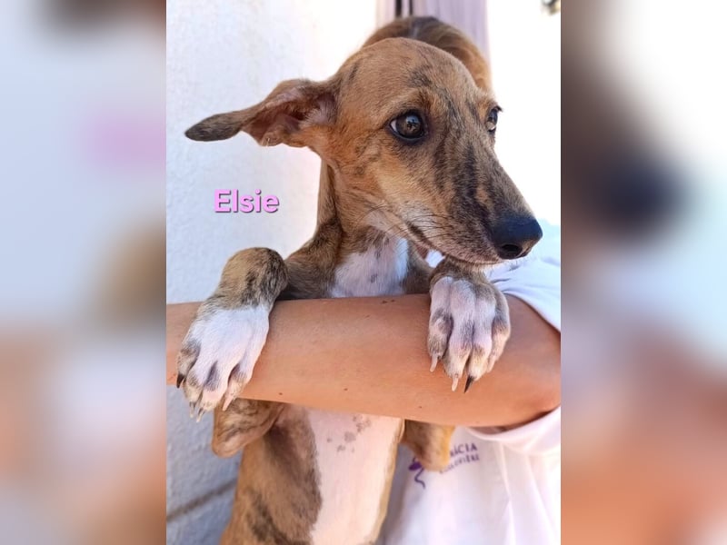 Elsie geb. 06/2026 (ESP) - verspielte Galgowelpin will die Welt entdecken!