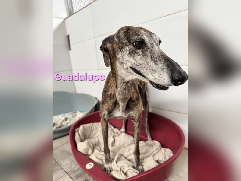 Guadalupe geb. 01/2015 (ESP) - soziale, liebevolle Galga will endlich Liebe kennenlernen!
