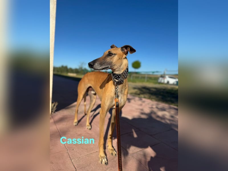 Cassian geb. 07/2023 (ESP) - freundlicher und sozialer Galgo sucht liebevolles Zuhause!