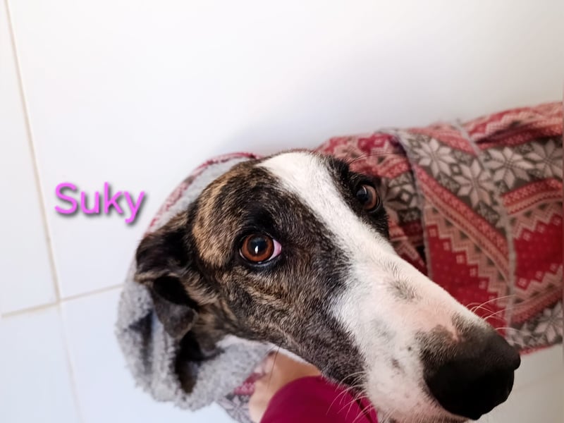Suky geb. 02/2023 (ESP) - fröhliche und liebevolle Galgo Espanol Hündin sucht eine Familie!
