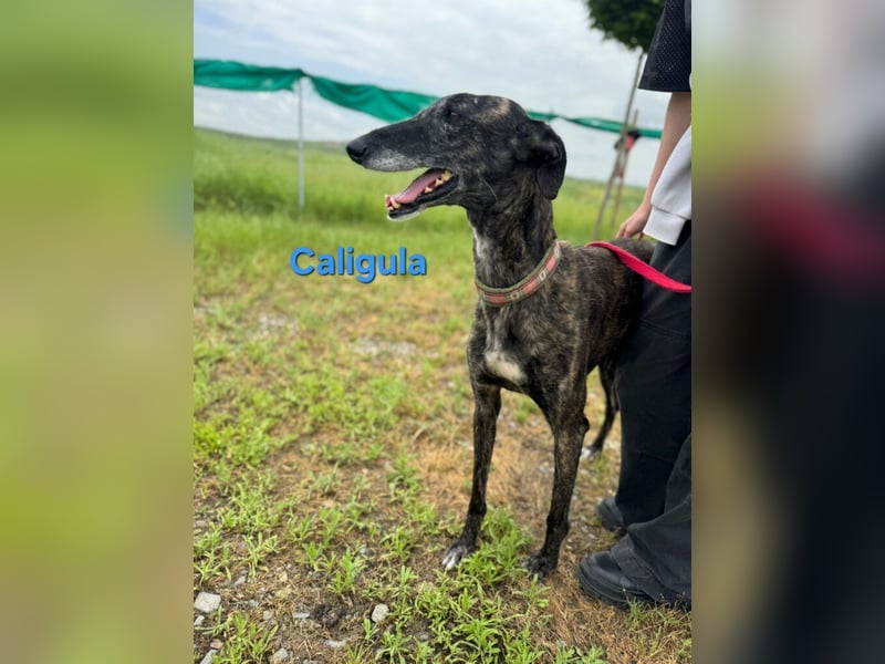 Caligula geb. 12/2020 (ESP) - eleganter, ganz besonderer Galgo!