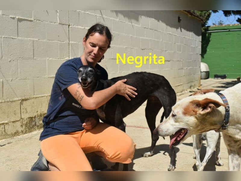 Negrita geb. 09/2022 (ESP) - edle und menschenbezogene Galga, eine treue Seele!