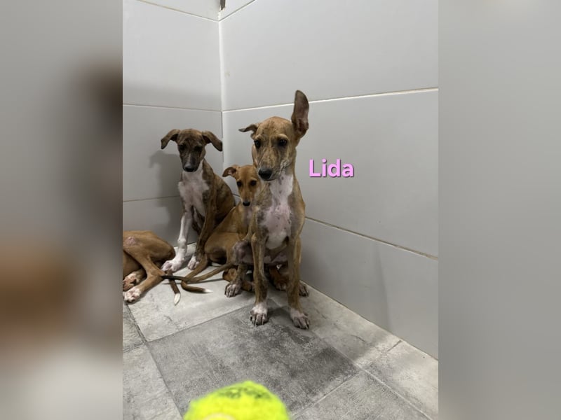 Lida geb. 06/2026 (ESP) - offenes, fröhliches Galgomädchen. Unser Sonnenschein!