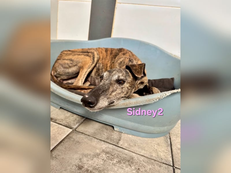 Sidney2 geb. 04/2019 (ESP) - menschenbezogene Galga sucht ihr Für-immer-Körbchen!