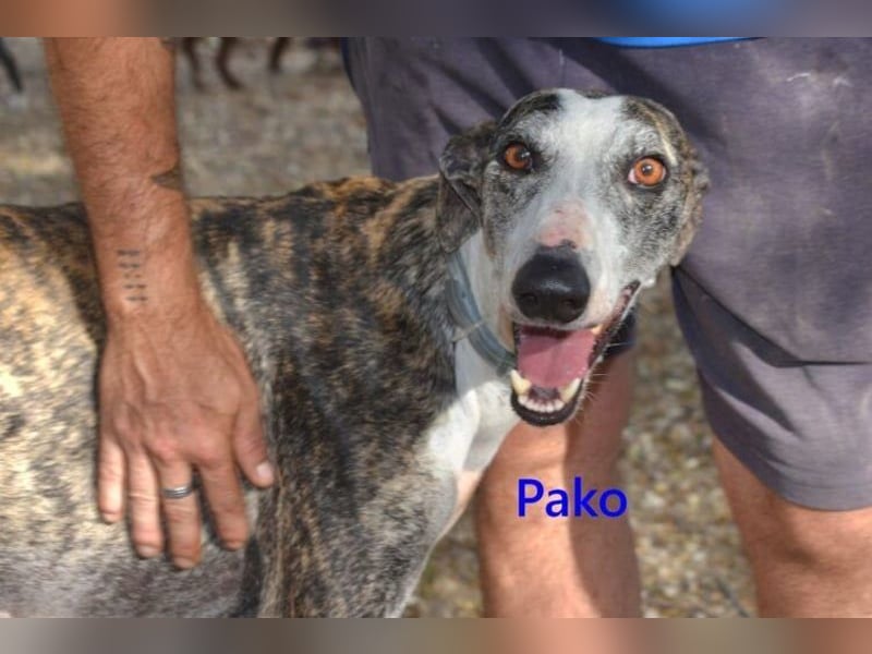 Pako geb. 07/2022 (ESP) - unheimlich lieber, fröhlicher Traumgalgo sucht ebensolche Menschen!