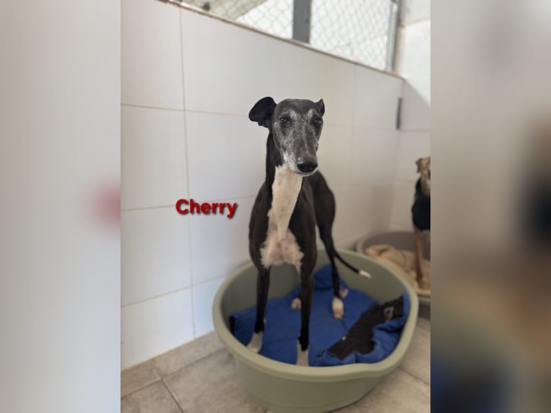 Cherry geb. 10/2021 (ESP) - wunderschöne, soziale Galga sucht ihre Menschen!