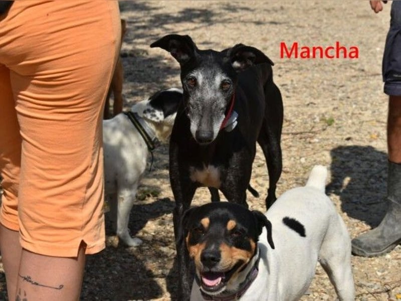 Mancha geb. 06/2019 (ESP) - liebevolle, zärtliche Galga sucht ihre Menschen!