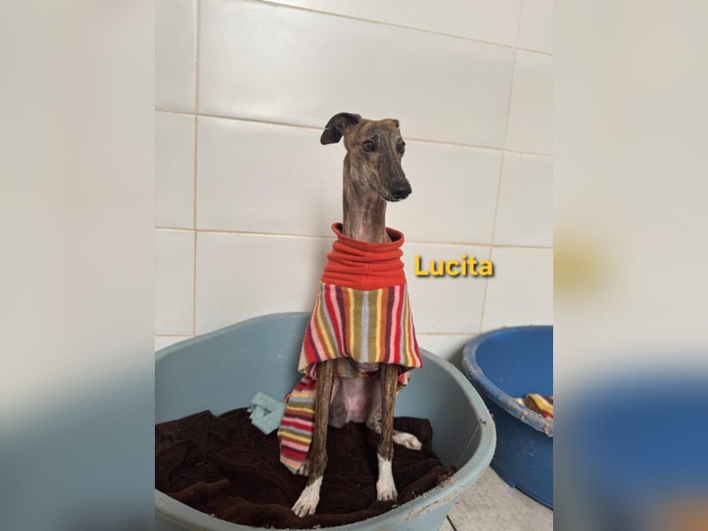 Lucita geb. 03/2022 (ESP) - sanfte und ruhige Galga sucht ihr Körbchen!