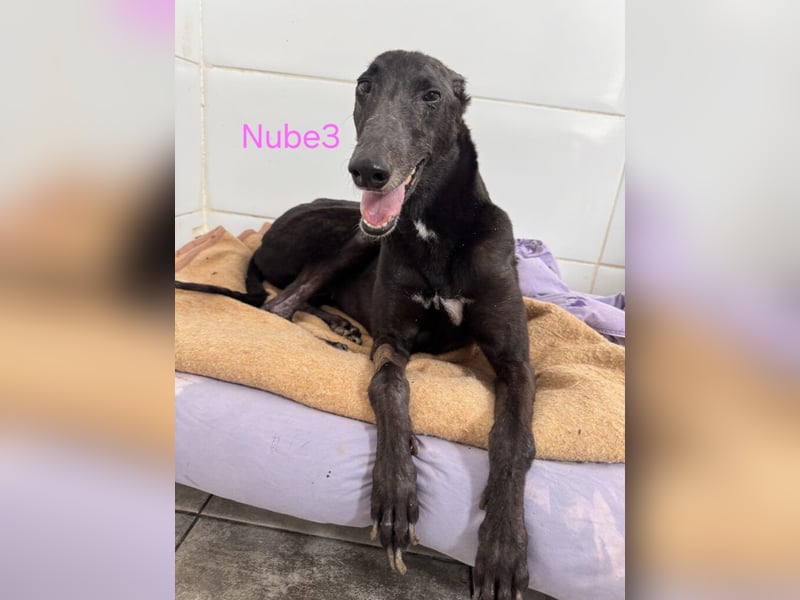 Nube3 geb. 03/2024 (ESP) - dringend Pflegestelle oder Zuhause für liebevolle Galga gesucht!