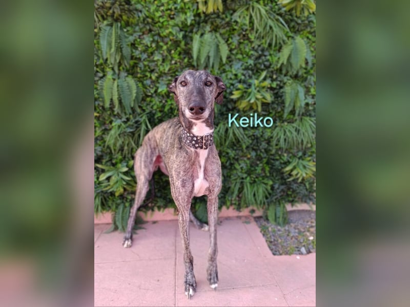 Keiko geb. 07/2020 (ESP) - liebevoller Galgomann sucht seine Familie!