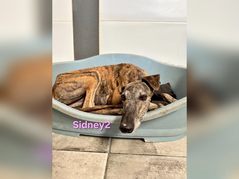 Sidney2 geb. 04/2019 (ESP) - menschenbezogene Galga sucht ihr Für-immer-Körbchen!