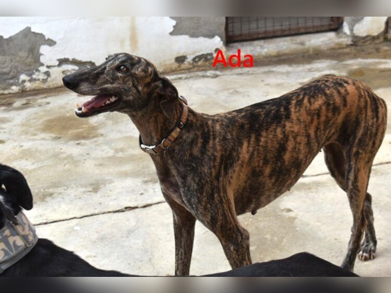 Ada geb. 07/2024 (ESP) - menschenbezogene, sanfte Galga!