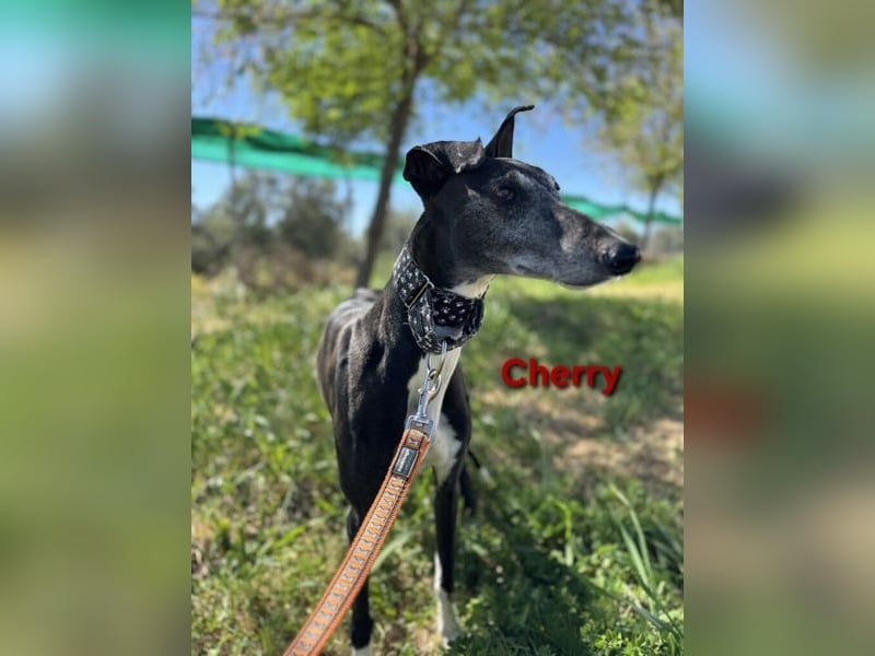 Cherry geb. 10/2021 (ESP) - wunderschöne, soziale Galga sucht ihre Menschen!