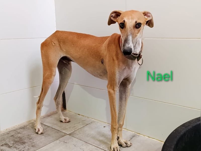 Nael geb. 11/2023 (ESP) - edler, sensibler und wunderschöner Galgo!