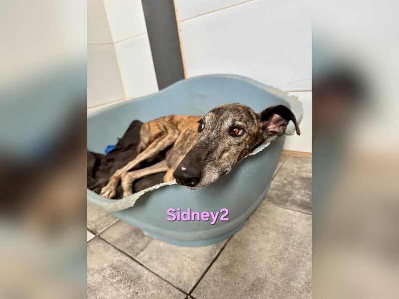 Sidney2 geb. 04/2019 (ESP) - menschenbezogene Galga sucht ihr Für-immer-Körbchen!
