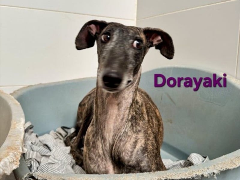 Dorayaki geb. 02/2021 (ESP) - sanfte Galga will Vertrauen neu lernen!