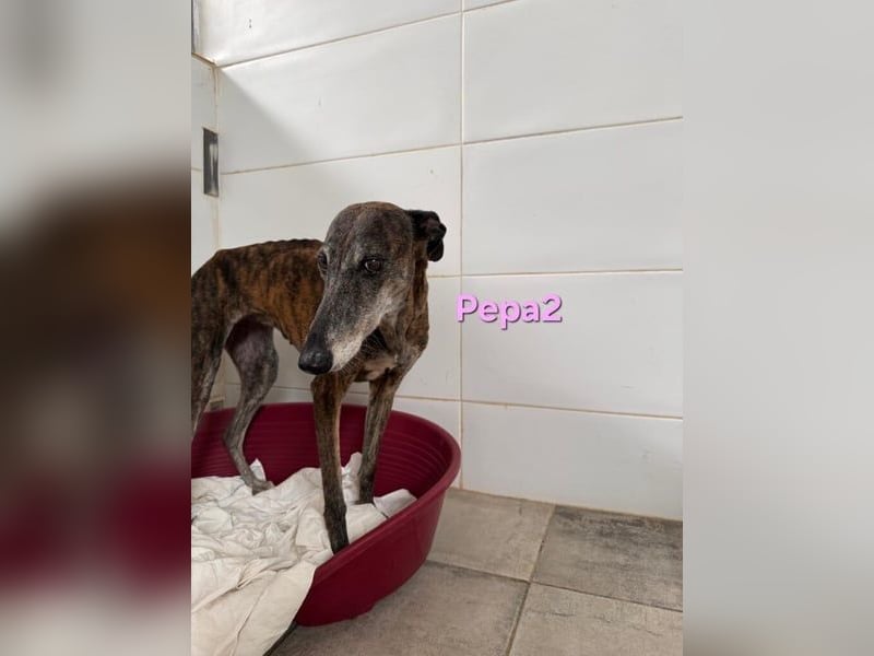 Pepa2 geb. 01/2015 (ESP) - sanfte, soziale Galga verdient endlich ein schönes Leben!