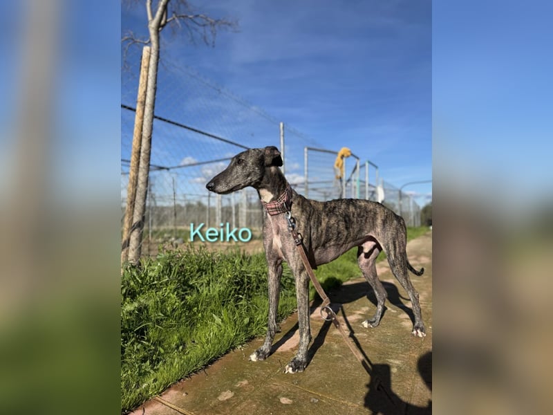 Keiko geb. 07/2020 (ESP) - liebevoller Galgomann sucht seine Familie!