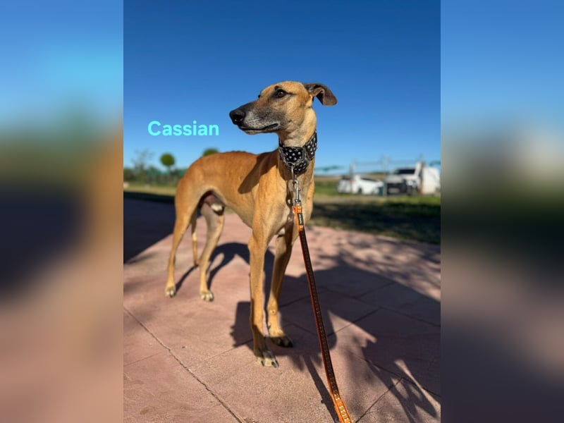 Cassian geb. 07/2023 (ESP) - freundlicher und sozialer Galgo sucht liebevolles Zuhause!