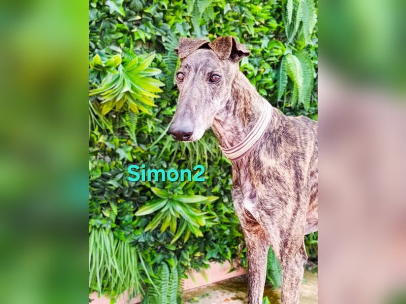 Simon2 geb. 09/2019 (ESP) - unkomplizierter Galgo verdient endlich sein Glück!