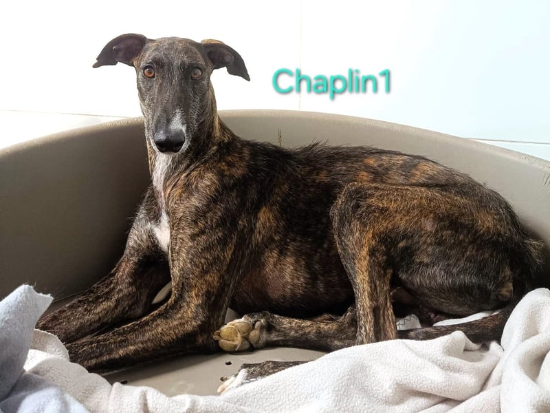 Chaplin1 geb. 01/2023 (ESP) - ruhiger und anhänglicher, sanfter Galgo!