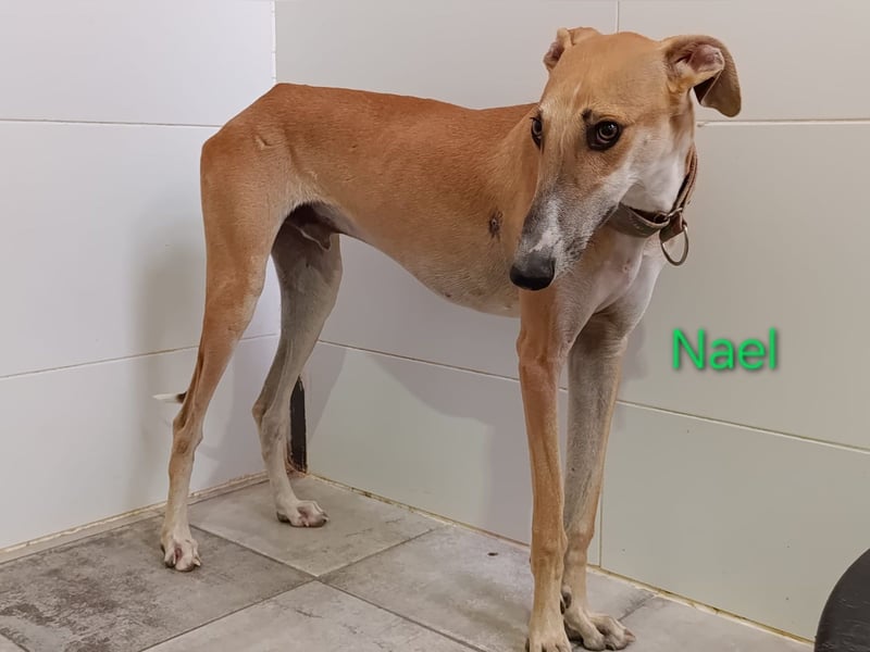 Nael geb. 11/2023 (ESP) - edler, sensibler und wunderschöner Galgo!