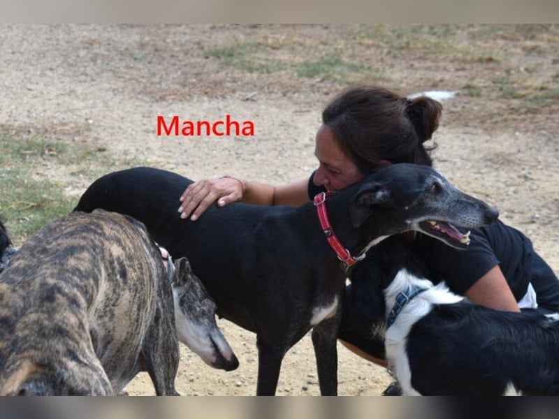 Mancha geb. 06/2019 (ESP) - liebevolle, zärtliche Galga sucht ihre Menschen!