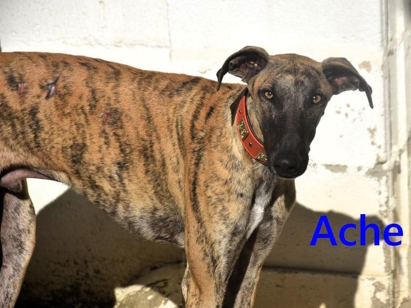 Ache geb. 03/2025 (ESP) - menschenbezogener und verspielter, junger Galgo!