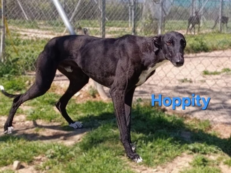 Hoppity geb. 04/2023 (ESP) - freundlicher Galgo sucht seine Familie mit Hundekumpel!