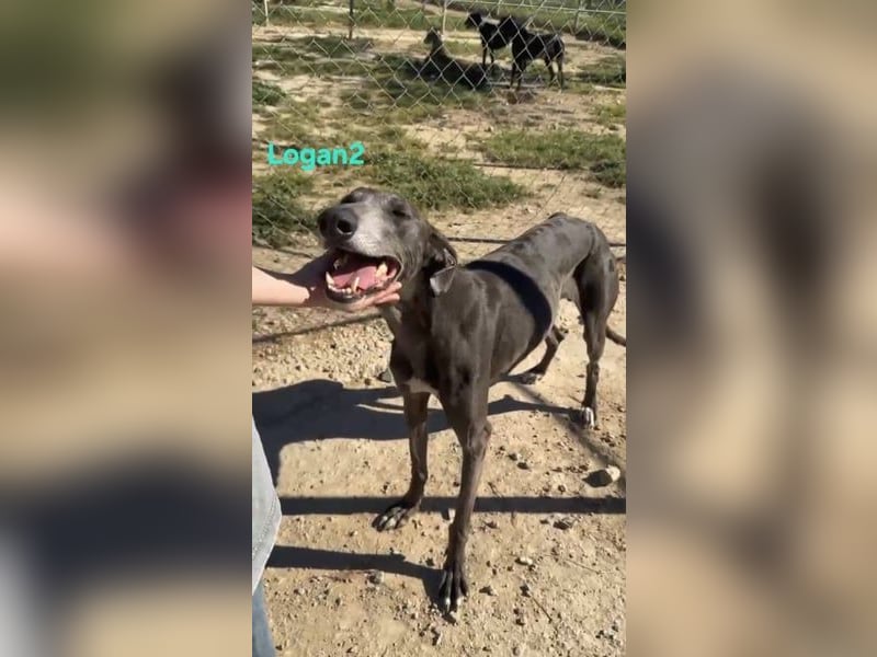 Logan2 geb. 01/2024 (ESP) - ausgeglichener und sozialer Galgo in seltener Farbe!