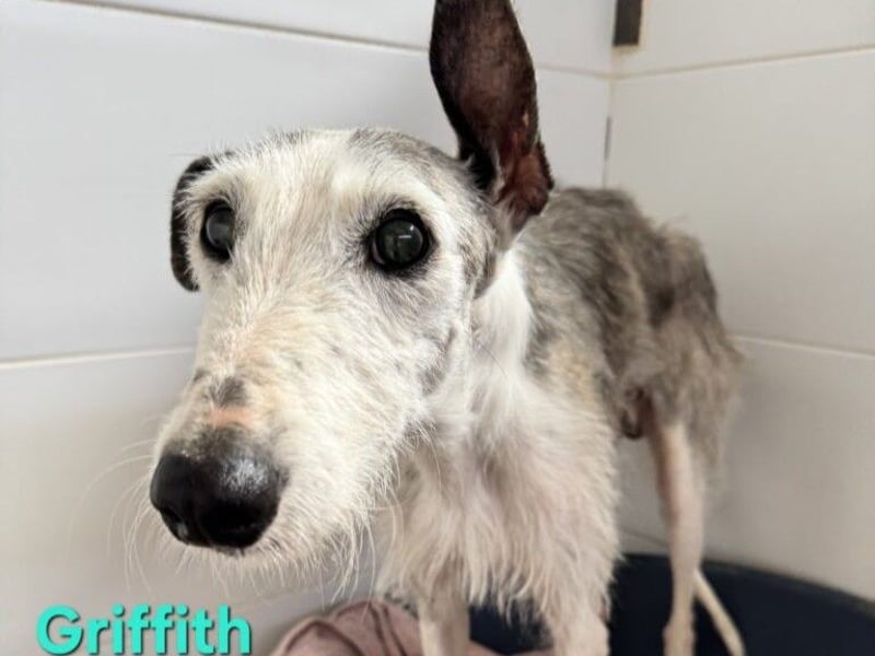 Griffith geb. 01/2021 (ESP) - ein ganz besonderer Galgo sucht seine Menschen!