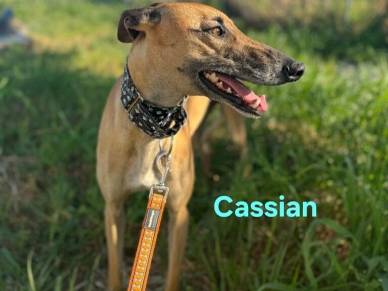 Cassian geb. 07/2023 (ESP) - freundlicher und sozialer Galgo sucht liebevolles Zuhause!