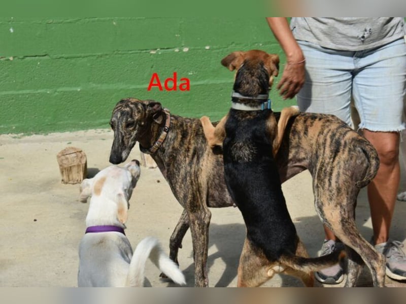 Ada geb. 07/2024 (ESP) - menschenbezogene, sanfte Galga!