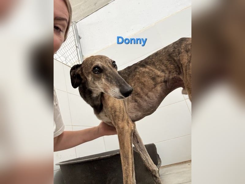 Donny geb. 04/2022 (ESP) - sanfter Galgo der so viel mehr verdient hat!